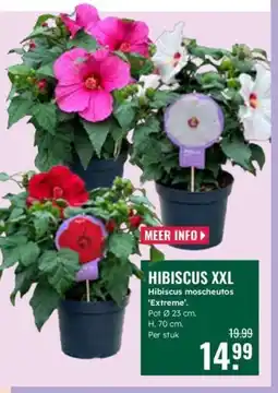 GroenRijk Hibiscus xxl aanbieding
