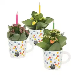 Albert Heijn AH Kalanchoë in mok aanbieding