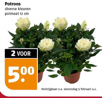 Poiesz Potroos aanbieding