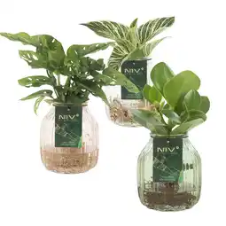 Albert Heijn AH Groene plant in vaas aanbieding