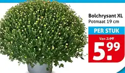 Hoogvliet Bolchrysant XL aanbieding