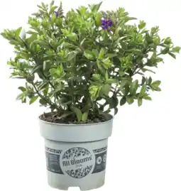 Dekamarkt DekaMarkt Hebe mix p10.5 aanbieding