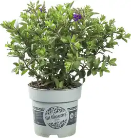 Dekamarkt DekaMarkt Hebe mix p10.5 aanbieding