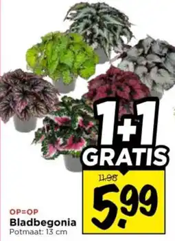 Vomar Voordeelmarkt Bladbegonia aanbieding