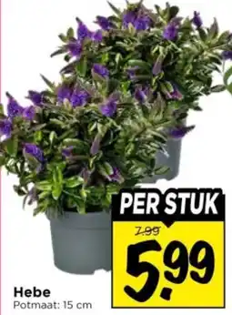 Vomar Voordeelmarkt Hebe aanbieding