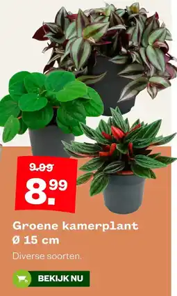 Welkoop Groene kamerplant aanbieding