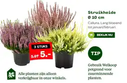 Welkoop Struikheide aanbieding