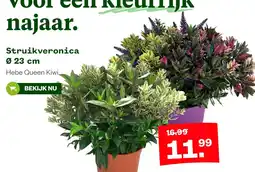 Welkoop Struikveronica Hebe Queen Kiwi aanbieding