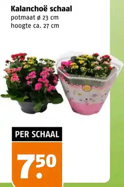 Poiesz Kalanchoë schaal aanbieding
