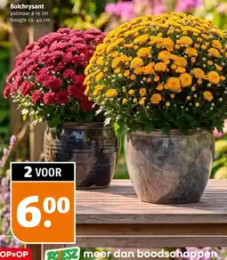 Poiesz Bolchrysant aanbieding