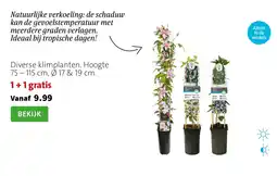 Intratuin Diverse klimplanten aanbieding