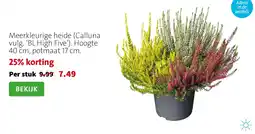 Intratuin Meerklleurige heide aanbieding