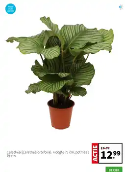 Intratuin Calathea (Calathea orbifolia) aanbieding