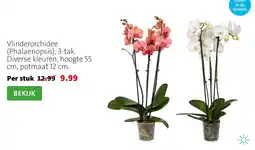 Intratuin Vlinderorchidee (Phalaenopsis) aanbieding