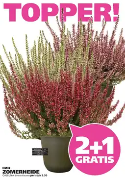 Ranzijn ZOMERHEIDE aanbieding