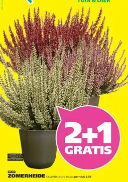 Ranzijn Zomerheide Calluna aanbieding