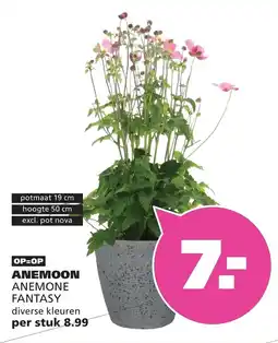 Ranzijn anemone anemone fantasy aanbieding