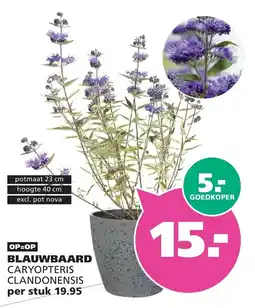 Ranzijn BLAUWBAARD CARYOPTERIS CLANDONENSIS aanbieding