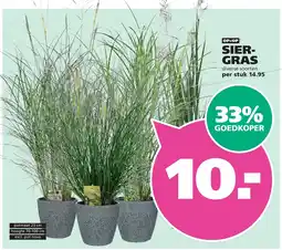 Ranzijn sier-gras aanbieding