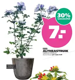 Ranzijn Altheastruik Hibiscus Syriacus aanbieding