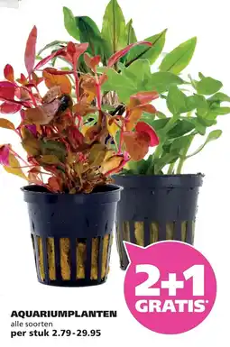 Ranzijn Aquariumplanten aanbieding