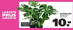 Ranzijn gatenplant monstera deliciosa aanbieding
