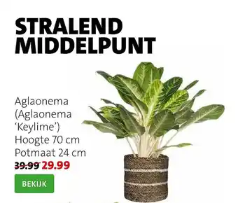 Intratuin Aglaonema (Aglaonema 'Keylime') aanbieding