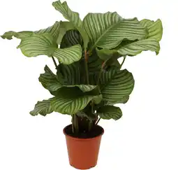 Intratuin Calathea (Calathea orbifolia) D 19 H 75 cm aanbieding