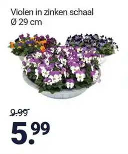 Inter Chalet Violen in zinken schaal aanbieding