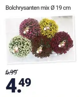 Inter Chalet Bolchrysanten mix aanbieding