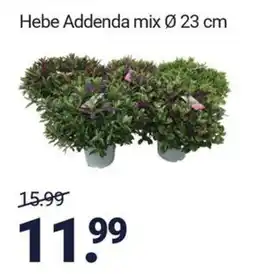 Inter Chalet Hebe Addenda mix aanbieding