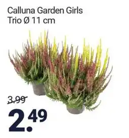 Inter Chalet Calluna Garden Girls aanbieding