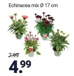 Inter Chalet Echinacea mix aanbieding