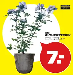Tuinland ALTHEASTRUIK aanbieding