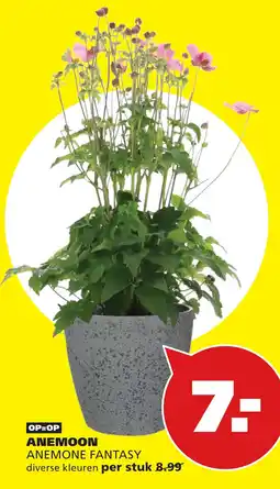 Tuinland ANEMOON ANEMONE FANTASY aanbieding