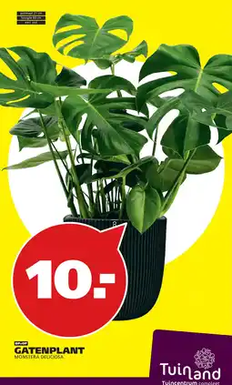 Tuinland Tuinland gatenplant monstera deliciosa aanbieding