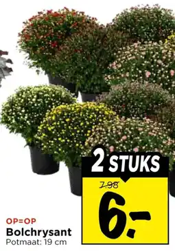 Vomar Voordeelmarkt Bolchrysant aanbieding