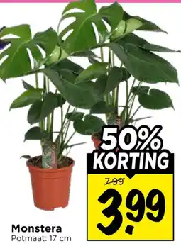 Vomar Voordeelmarkt Monstera aanbieding