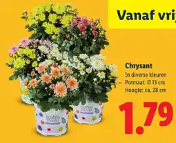 Lidl Chrysant aanbieding
