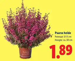 Lidl Paarse heide aanbieding