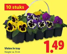 Lidl Vioolen in tray aanbieding