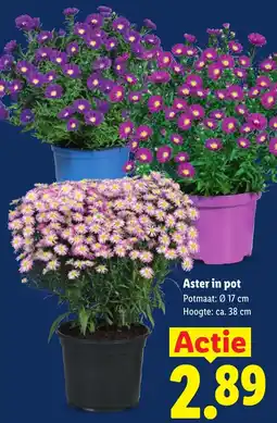 Lidl Aster in pot aanbieding