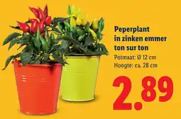 Lidl Peperplant in zinken emmer aanbieding