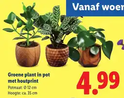 Lidl Groene plant in pot met houtprint aanbieding