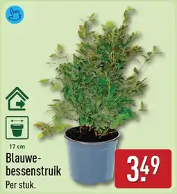 ALDI Blauwe Bessenstruik aanbieding