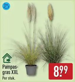 ALDI Pampasgras XXL aanbieding
