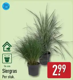ALDI Siergras aanbieding