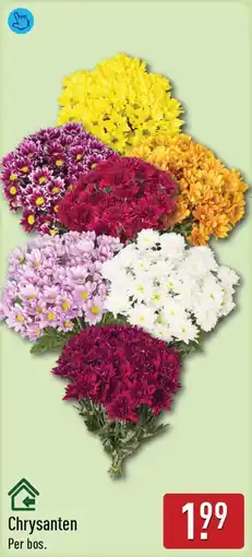 ALDI Chrysanten aanbieding