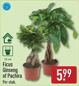 ALDI Ficus Ginseng of Pachira aanbieding