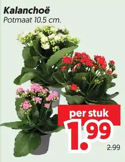 Dekamarkt Kalanchoë aanbieding